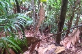 Valle de Mai