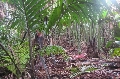 Valle de Mai