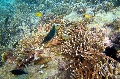 Baie Jassmine / Mahe
