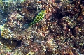 Baie Jassmine / Mahe