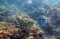 Baie Jassmine / Mahe