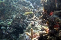 Baie Jassmine / Mahe