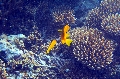 Baie Jassmine / Mahe