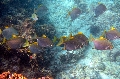 Baie Jassmine / Mahe