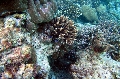 Baie Jassmine / Mahe