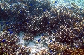 Baie Jassmine / Mahe